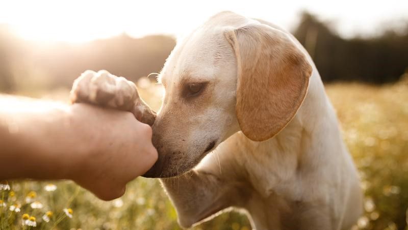 Dogs-use-19-ways-to-communicate-compressor.jpg