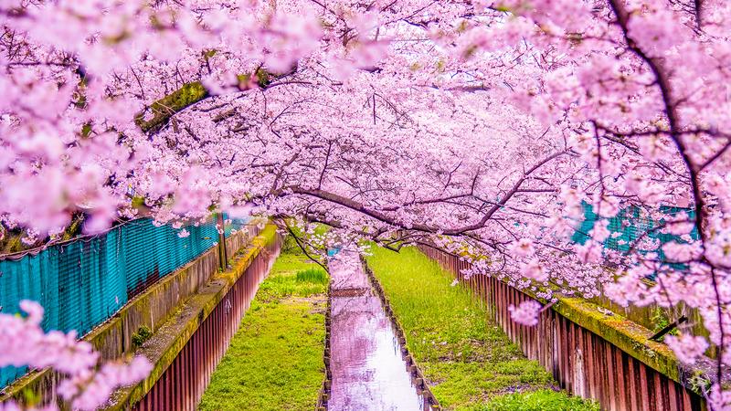 the cherry blossoms 2