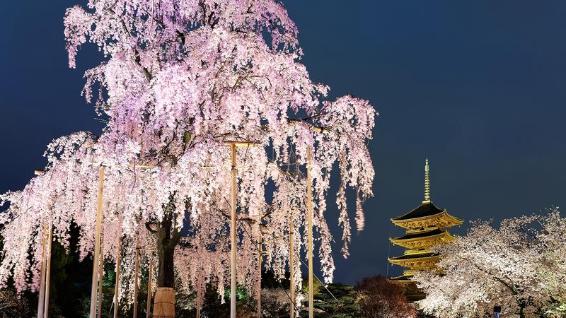 the cherry blossoms 3
