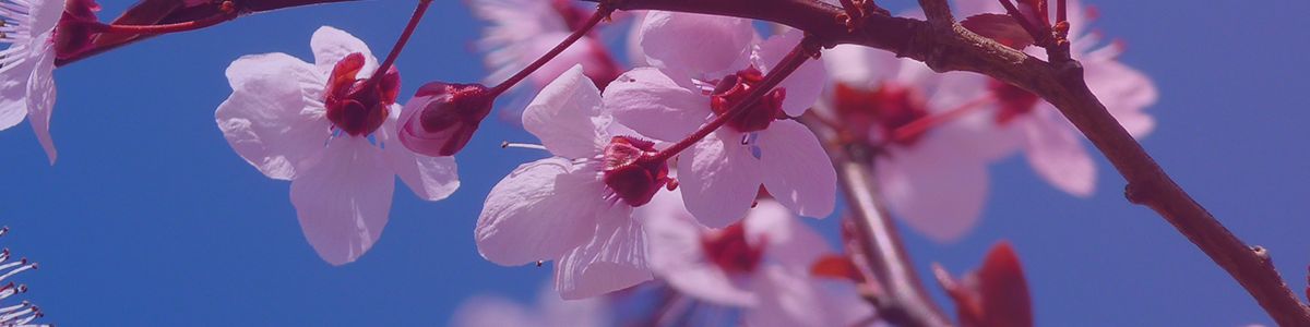 the cherry blossoms