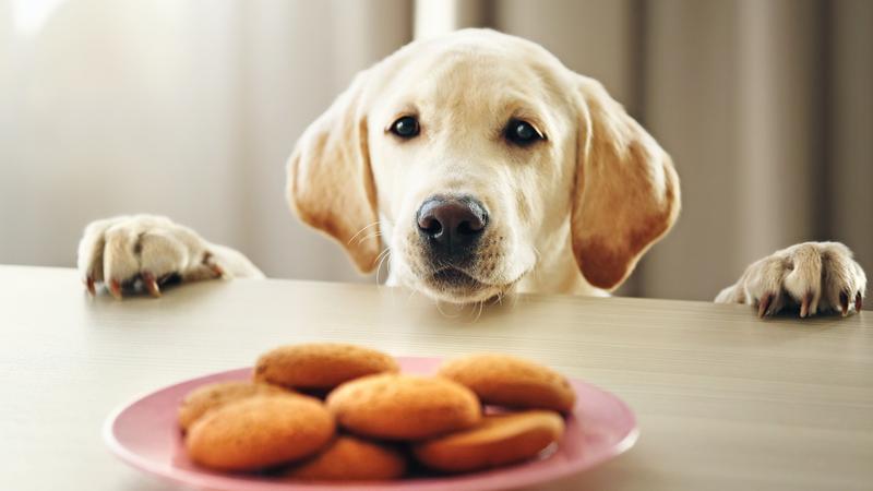 Dog 2