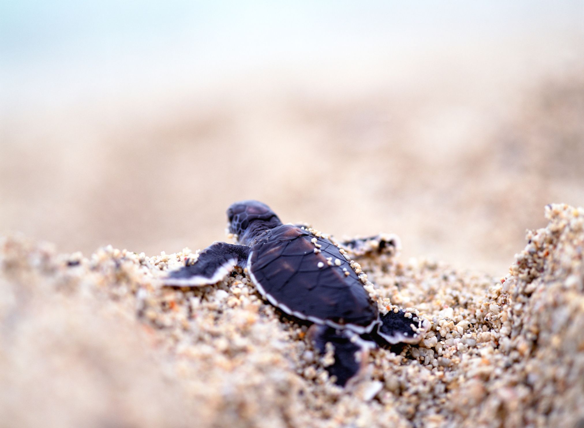 BabyTurtleLarge compressor