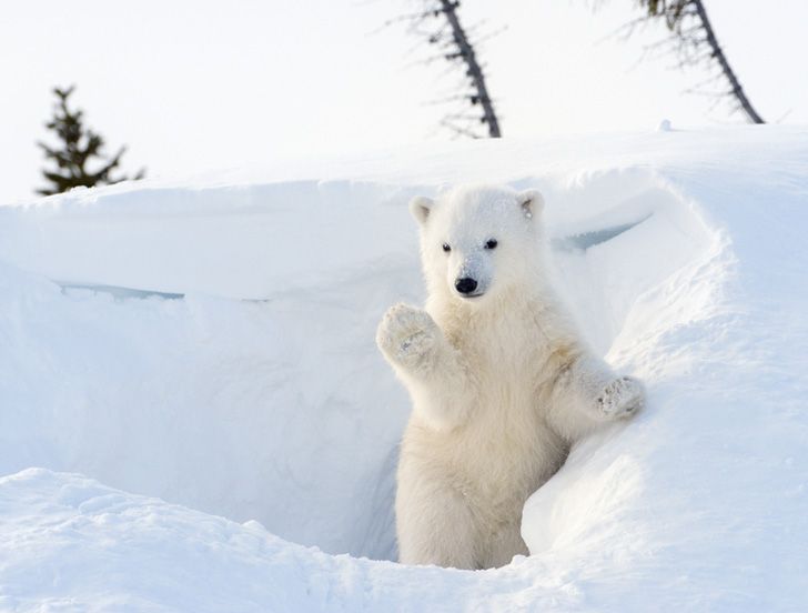 Polar Bear Cub Emerging compressor