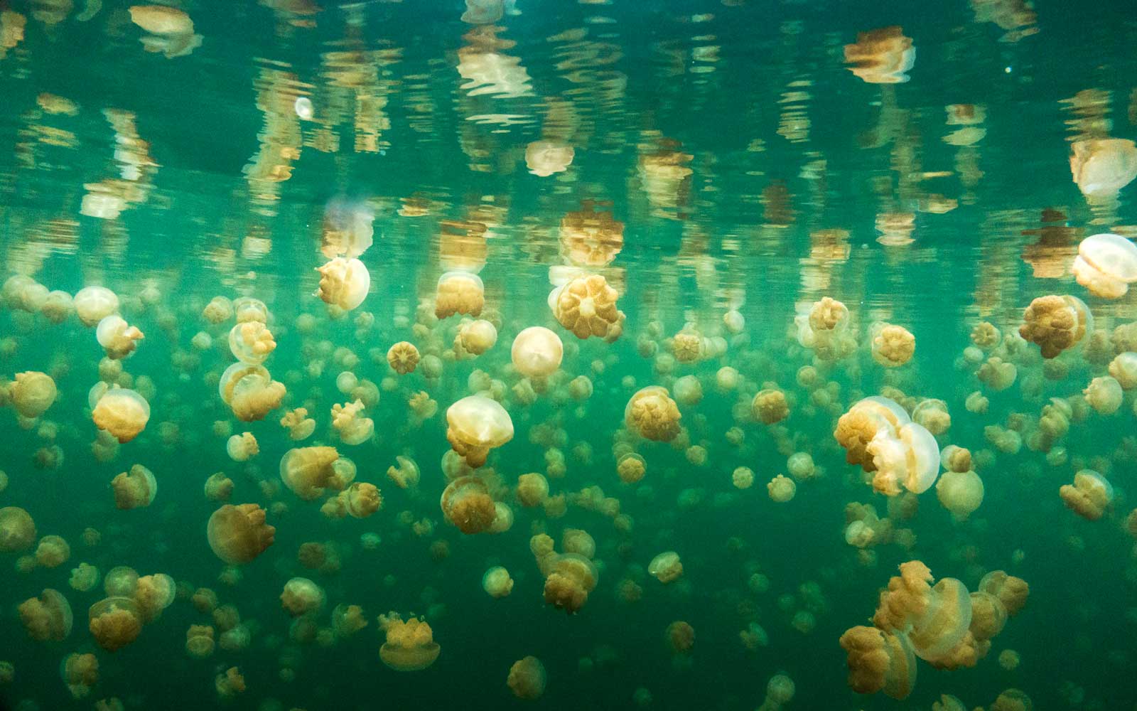 jellyfish palau JELLYFISHLAKE0817 compressor
