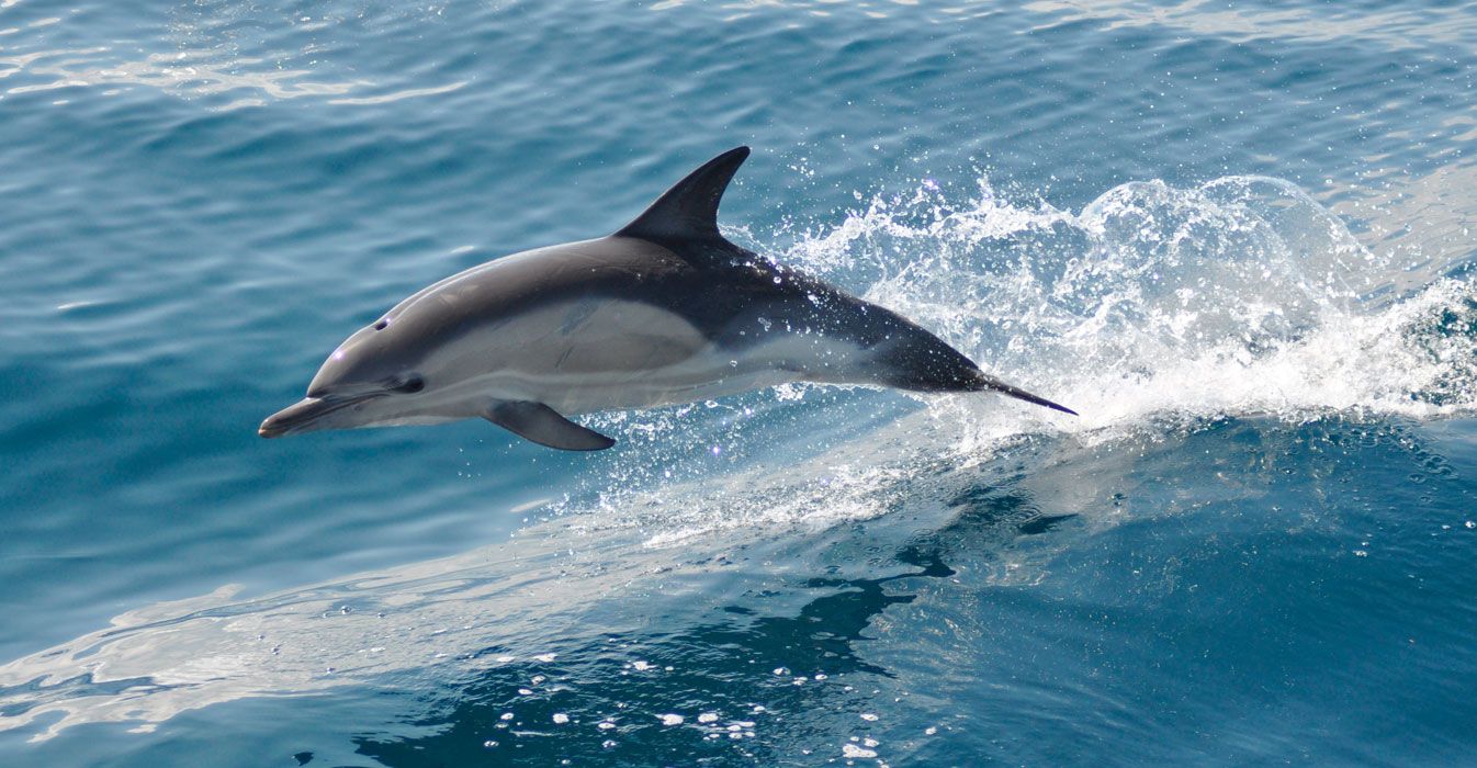 dolphin compressor 1