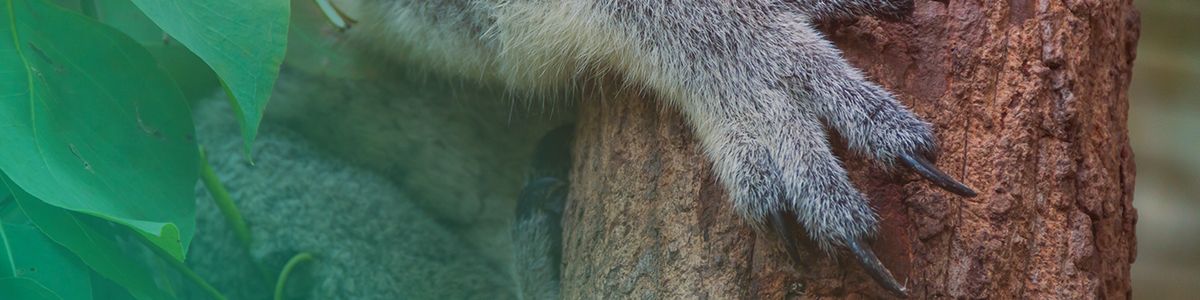 koala