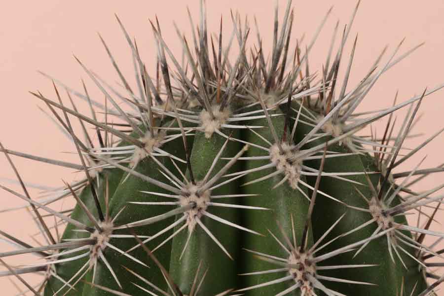 cactus.jpg