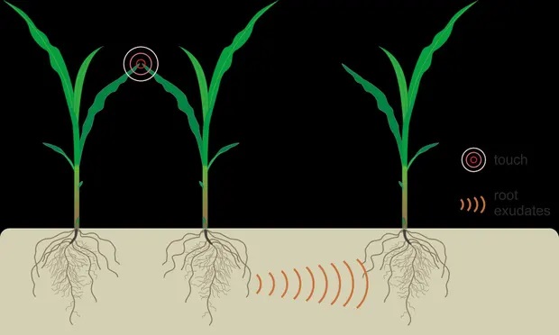 roots talk